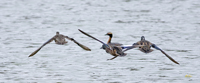Blue winged Teals with Horned Grebe